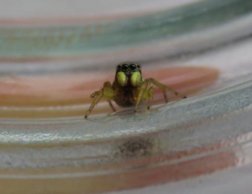 Heliophanus tribulosus